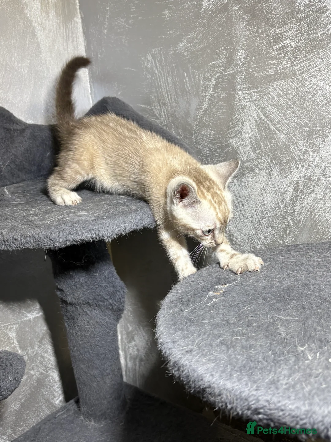 Bengal cats for sale: Bengal tiger kittens  - Advert 21