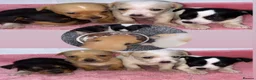 Mixed Breed dogs for sale: Beautiful puppies ready for forever homes  in Oswestry - Advert 2