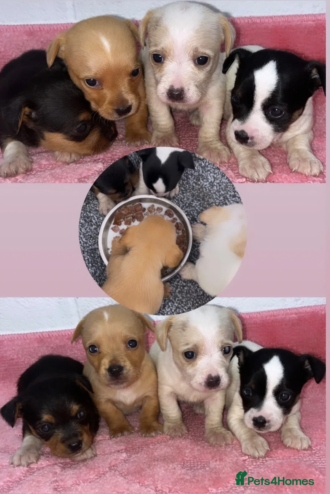 Mixed Breed dogs for sale: Beautiful puppies ready for forever homes  in Oswestry - Advert 2