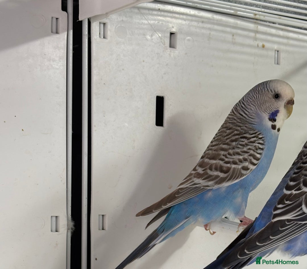 Budgerigars birds for sale: Beautiful baby budgies for sale  - Image 7