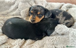 Miniature Dachshund dogs for sale: little purebred mini dachshunds pups - Image 3