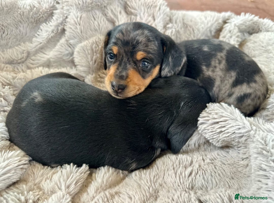 Miniature Dachshund dogs for sale: little purebred mini dachshunds pups - Image 3