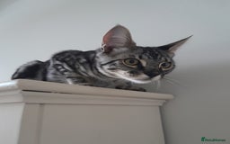 Savannah cats for sale: Full Pedigree & TICA Reg Marble Savannah Kitten - Image 7