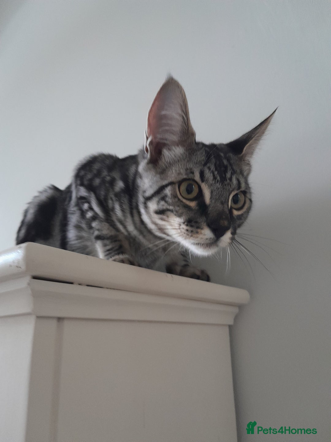 Savannah cats for sale: Full Pedigree & TICA Reg Marble Savannah Kitten - Image 7