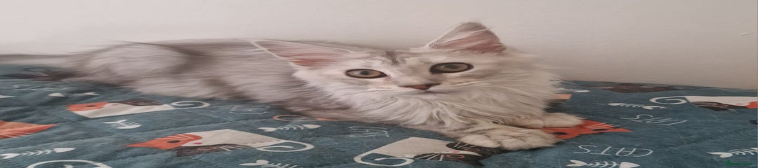 Maine Coon Kitten 1