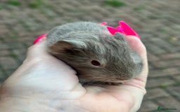 Guinea Pig rodents for sale: Gorgeous baby Guineapigs  - Image 6