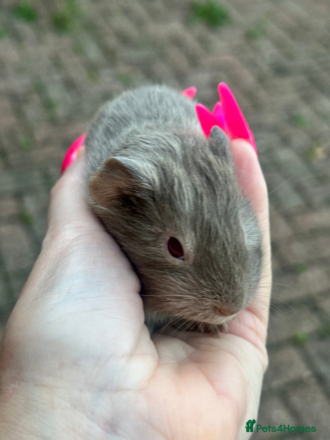 Guinea Pig rodents for sale: Gorgeous baby Guineapigs  - Image 6