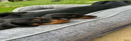 Miniature Dachshund dogs for sale: Miniature short haired Dachshund Puppy’s - Advert 39
