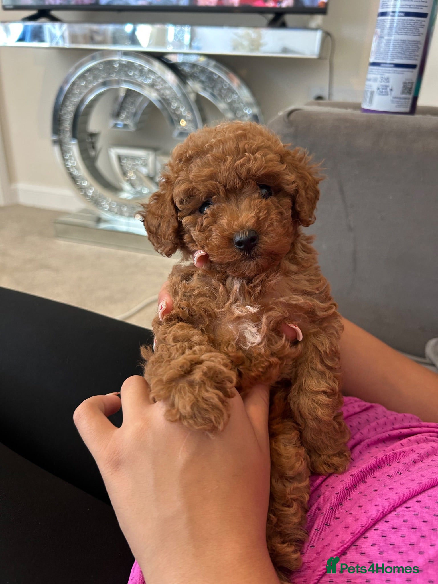 Maltipoo dogs Gorgeous extra mini Asian maltipoo puppy  - Advert 11