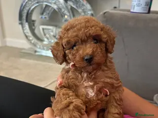 Maltipoo dogs Gorgeous extra mini Asian maltipoo puppy - Advert 2