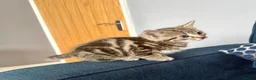 Mixed Breed cats for sale: Beautiful Quality Kittens - Stunning Markings - Advert 8