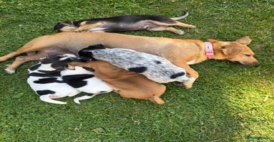 Jack Russell dogs - Advert 6