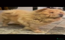 Chow Chow dogs for sale: Beautiful Chunky KC Chow Puppies - Image 4