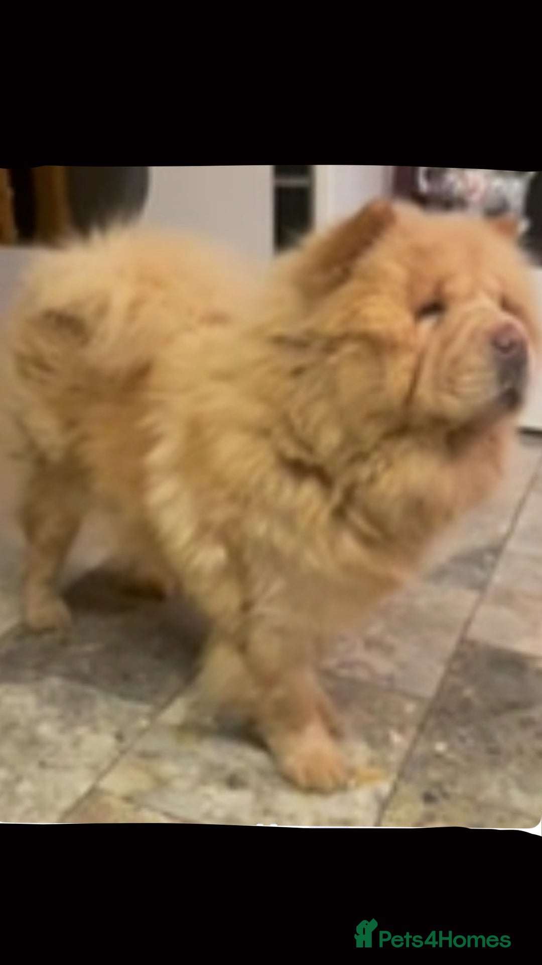 Chow Chow dogs for sale: Beautiful Chunky KC Chow Puppies - Image 4