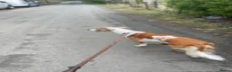 Mixed Breed dogs for sale: Female saluki x collie  - Advert 3
