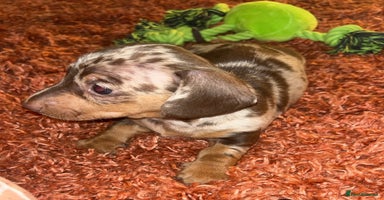 Miniature Dachshund dogs - Advert 7