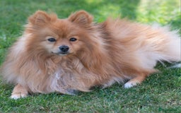 Pomchi dogs for sale: 2 pomchi puppies left  - Advert 1