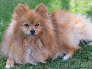 Pomchi dogs 2 pomchi puppies left - Advert 1