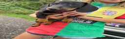 Miniature Dachshund dogs for sale: Miniature Dachshund Pups ready to leave 🐶  - Advert 8