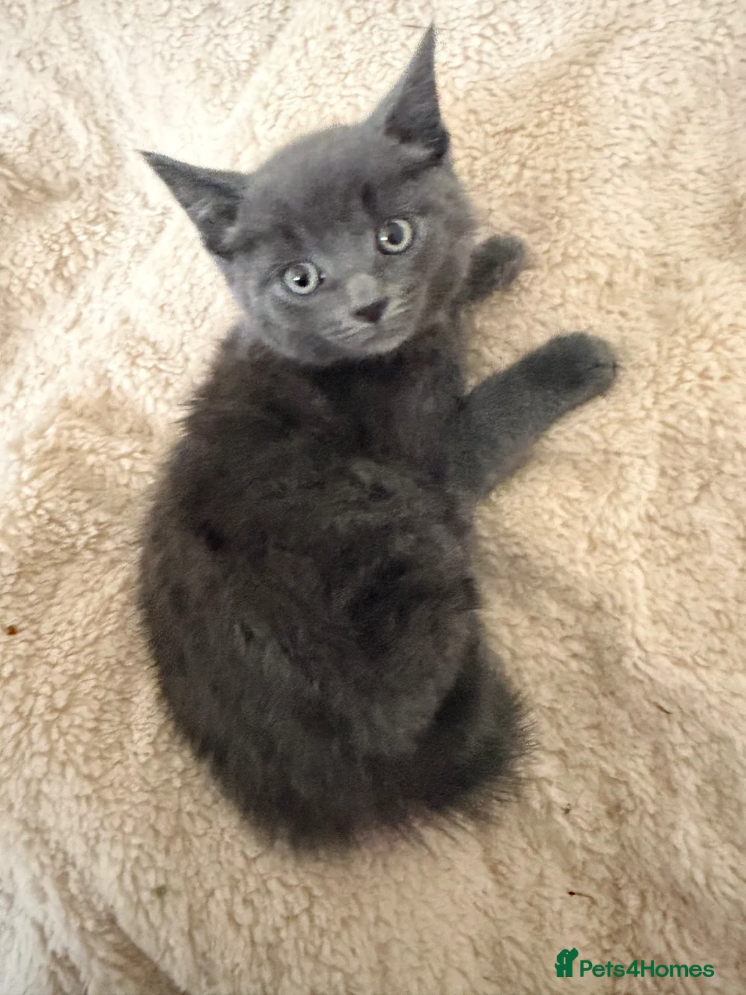 Mixed Breed cats for sale: Kittens  - Advert 2