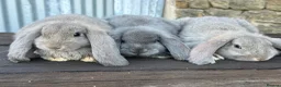 French Lop rabbits for sale: Stunning XL French lops  - Advert 10