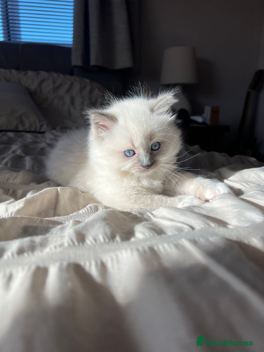 Ragdoll cats for sale: Stunning Ragdoll kittens. Ready 12 December - Image 5