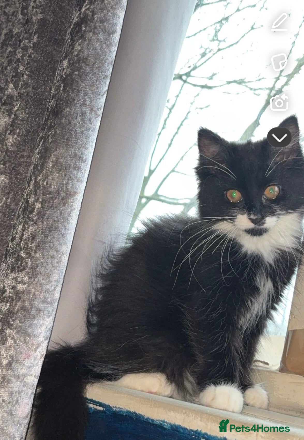 Mixed Breed cats Long haired kitten for sale  - Advert 12