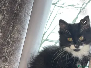 Mixed Breed cats Long haired kitten for sale - Advert 12