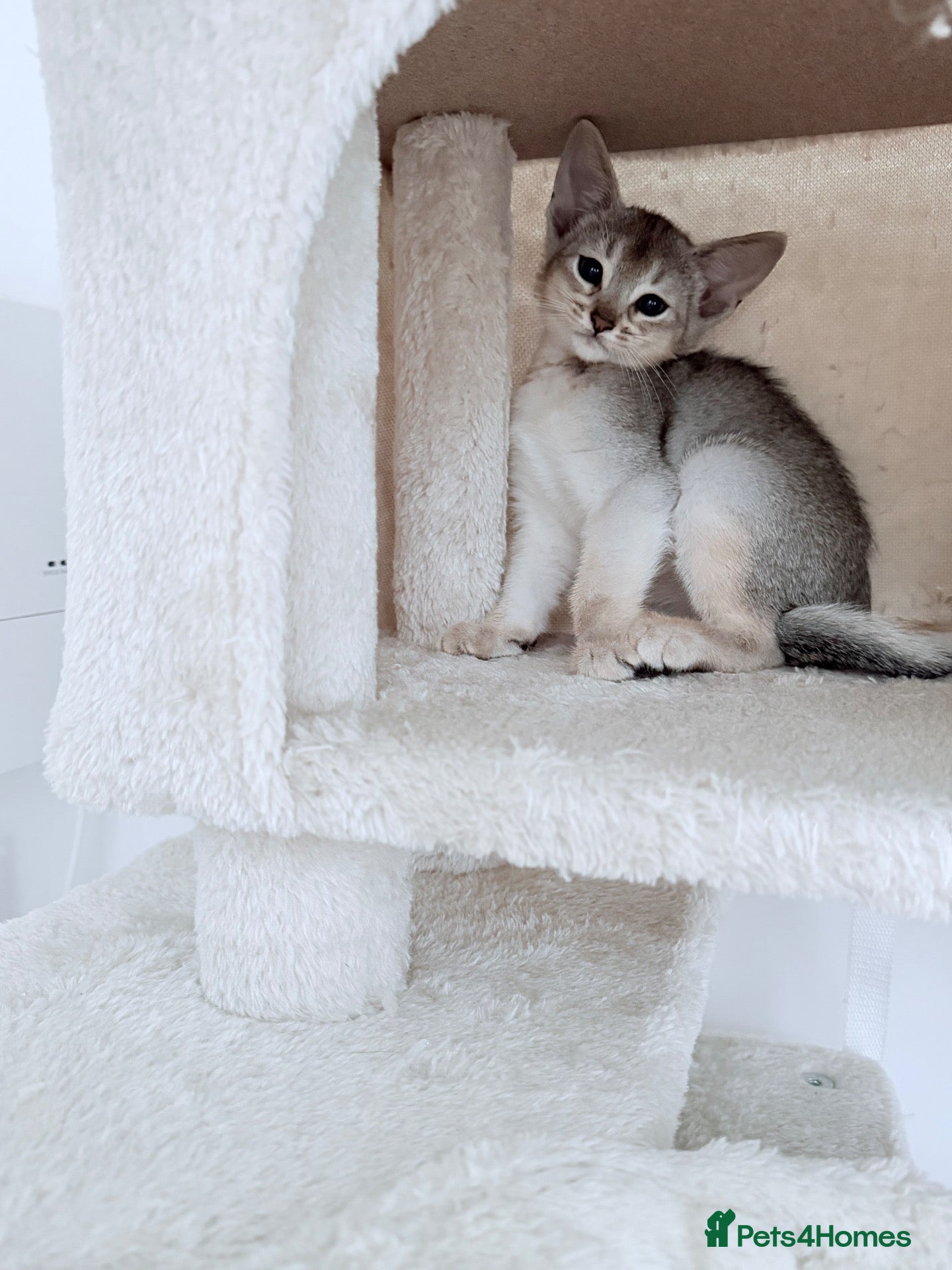 Abyssinian cats 💎2 boys left 5 Gen Ped World champion line 👑 - Advert 2