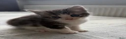Scottish Fold cats for sale: Adorable kittens - Advert 6