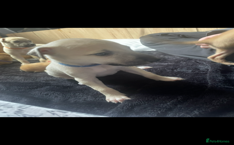 Greyhound dogs - Advert 1
