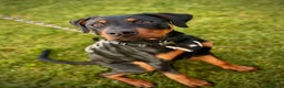 Dobermann dogs for sale: Reggie - Advert 5
