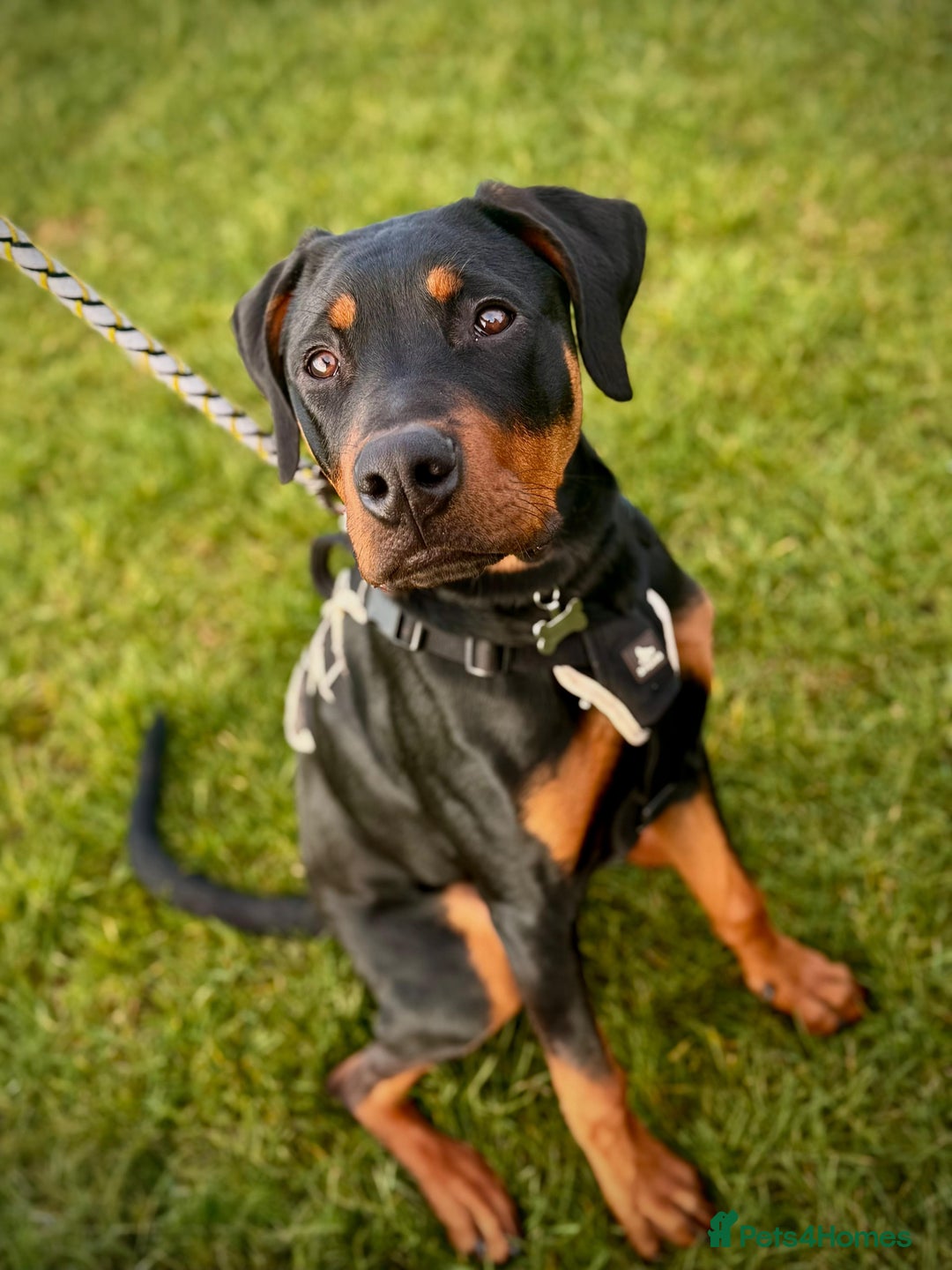 Dobermann dogs for sale: Reggie - Advert 5
