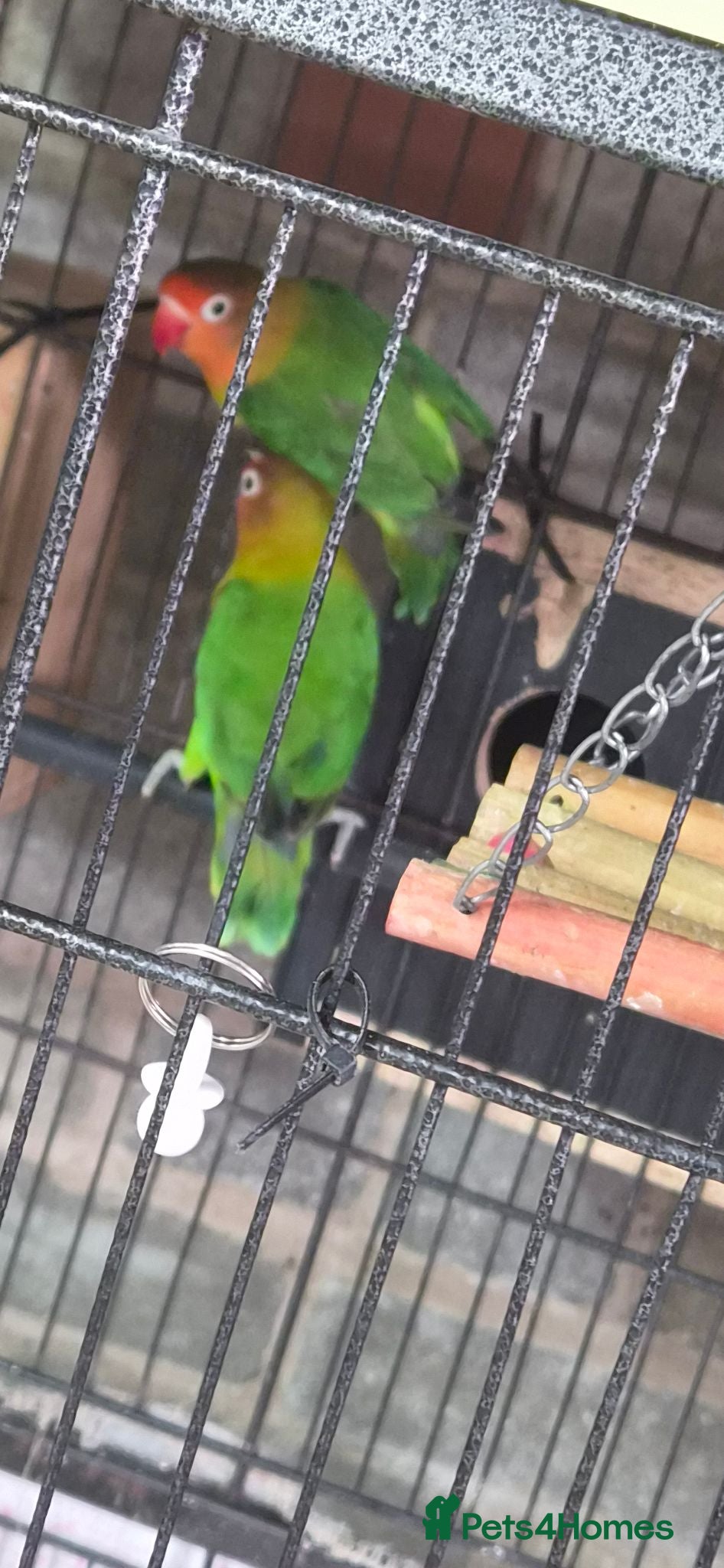 Budgerigars birds 3 Budgies & Lovebird Pair for Sale – 1 Year Old  - Advert 9
