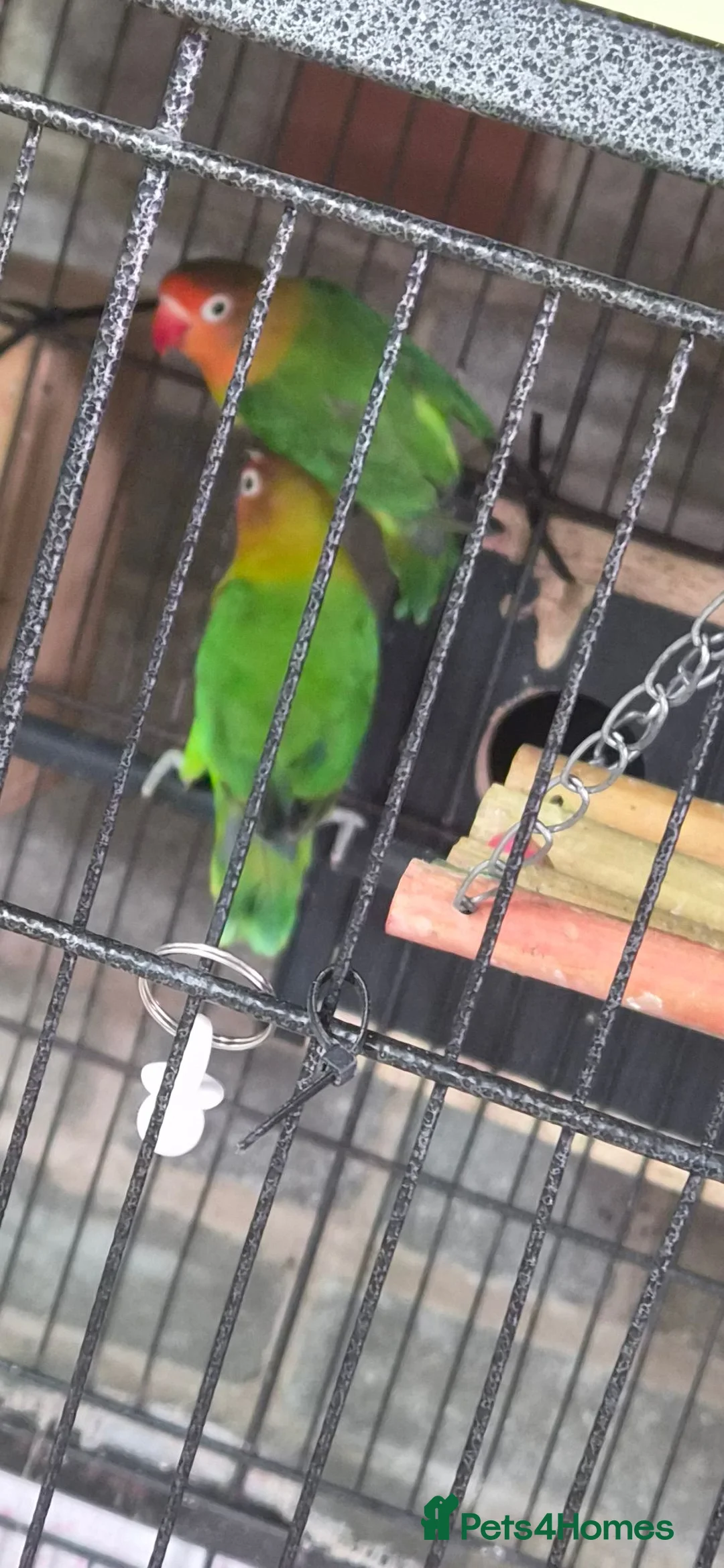 Budgerigars birds for sale: 3 Budgies & Lovebird Pair for Sale – 1 Year Old  in Burton-on-Trent - Advert 1