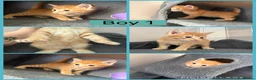 Mixed Breed cats for sale: 5 stunning kittens for sale ready 11th June  - Advert 6