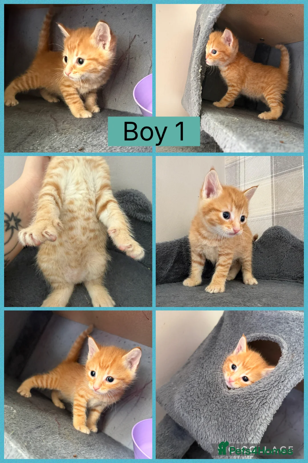 Mixed Breed cats for sale: 5 stunning kittens for sale ready 11th June  - Advert 6