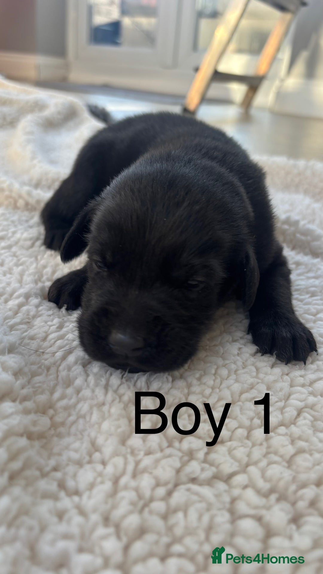 Labrador Retriever dogs for sale: KC registered Labrador pups - Advert 7