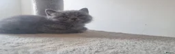 British Shorthair cats for sale: British shorthair kittens  - Advert 21