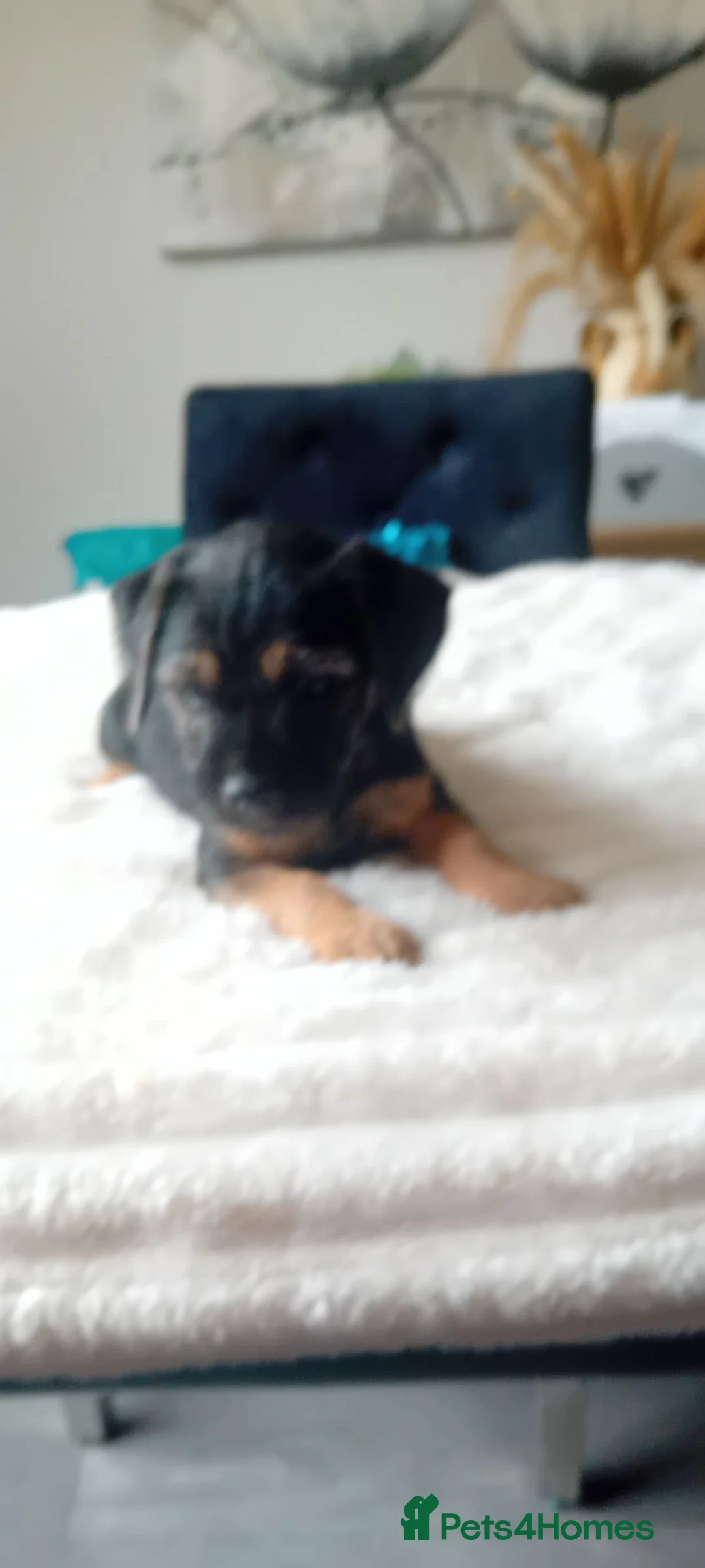 Border Terrier dogs for sale: Boarder terriers pups  - Advert 2