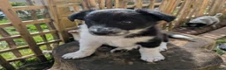 Border Collie dogs for sale: Border Collie Puppies, ready at 10 to 12 weeks - Advert 13