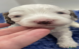 Cockapoo dogs for sale: F1b cockapoo puppies ready now - Advert 16