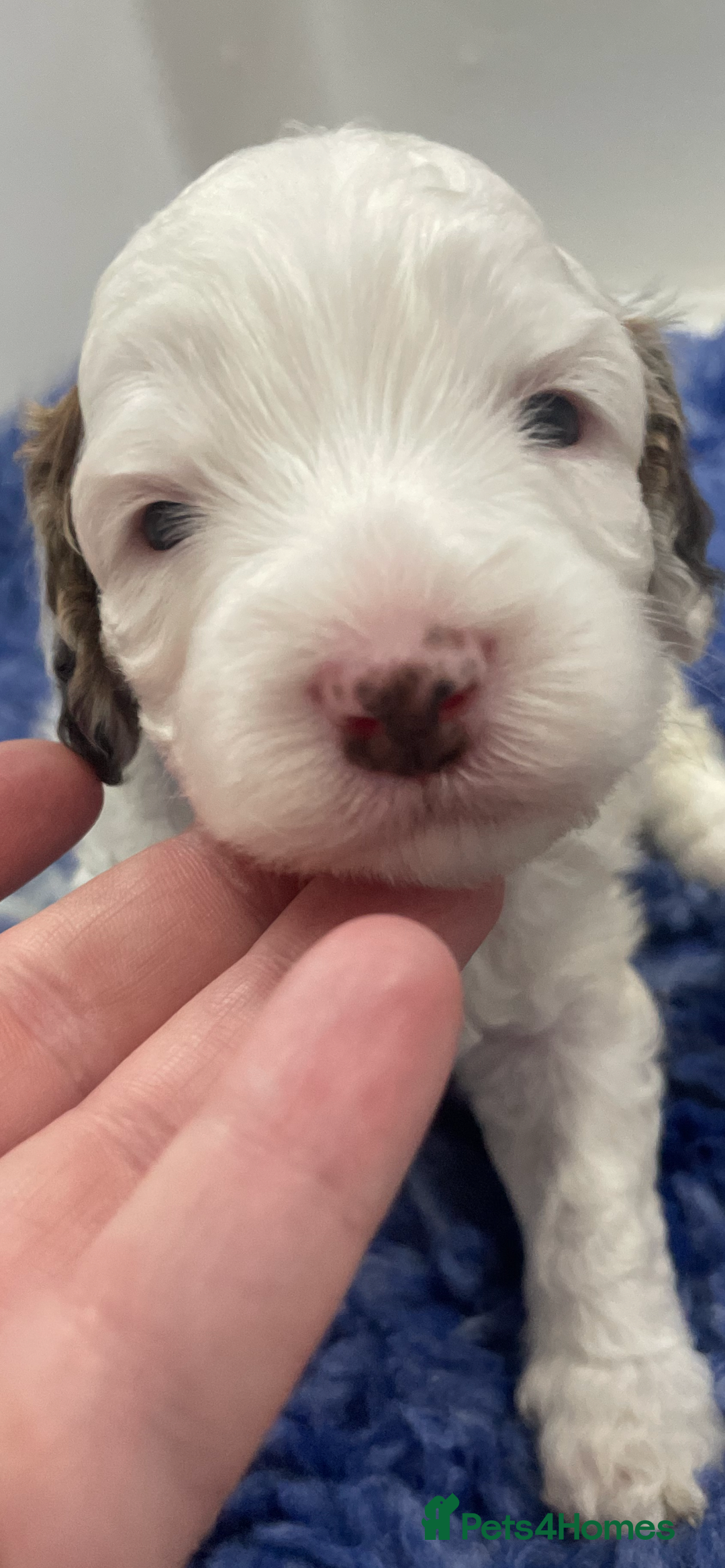 Cockapoo dogs for sale: F1b cockapoo puppies ready now - Advert 16