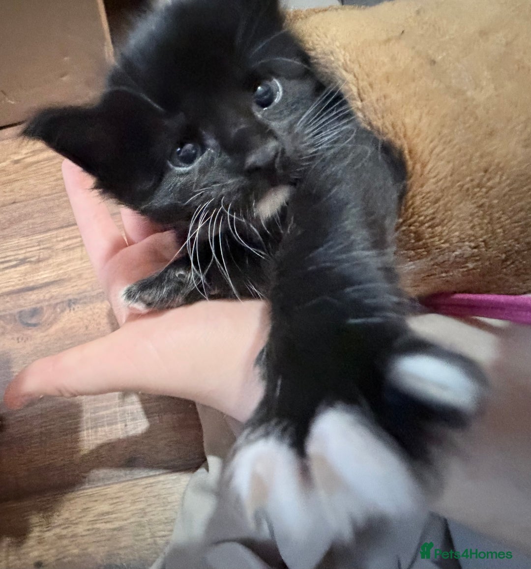 Maine Coon cats for sale: TICA reg adorable Maine Coon baby kittens  - Advert 23