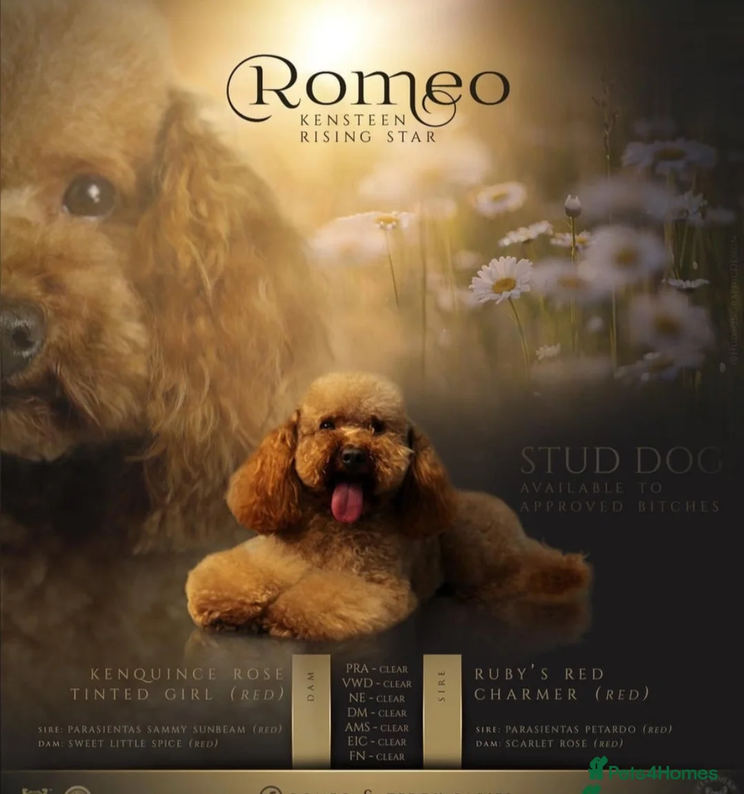 Cavapoo dogs for sale: F1B Toy Cavapoo Puppies - Advert 4