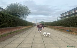 English Bulldog dogs for stud: Exceptional Ch Bloodline CH RICATORI RE DESIGNED…  - Image 3