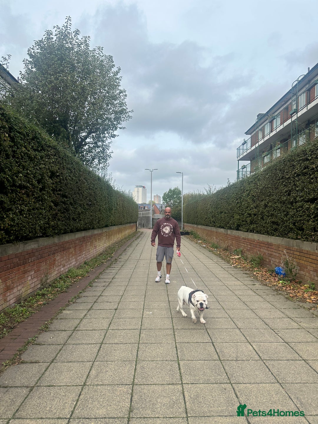 English Bulldog dogs for stud: Exceptional Ch Bloodline CH RICATORI RE DESIGNED…  - Image 3