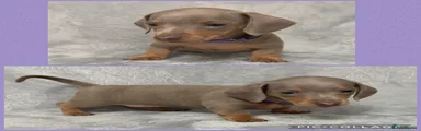 Miniature Dachshund 3
