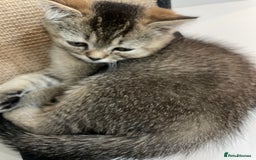 British Shorthair cats for sale: Exceptional BSH kitten, chocolate brown  - Image 11