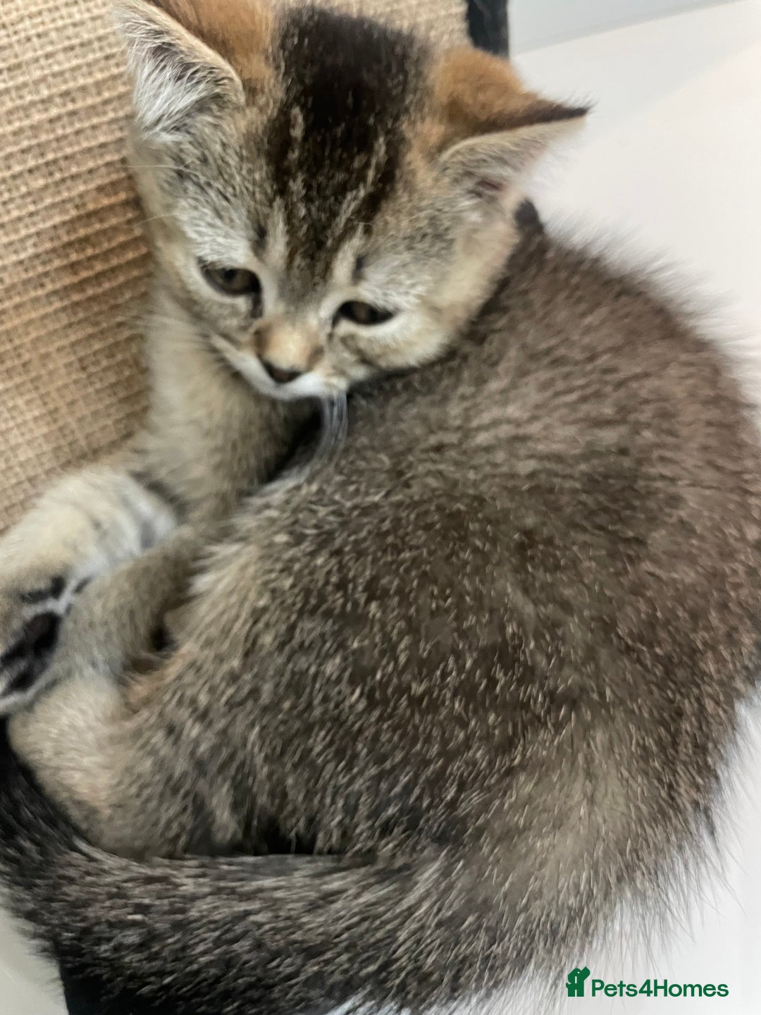 British Shorthair cats for sale: Exceptional BSH kitten, chocolate brown  - Image 11
